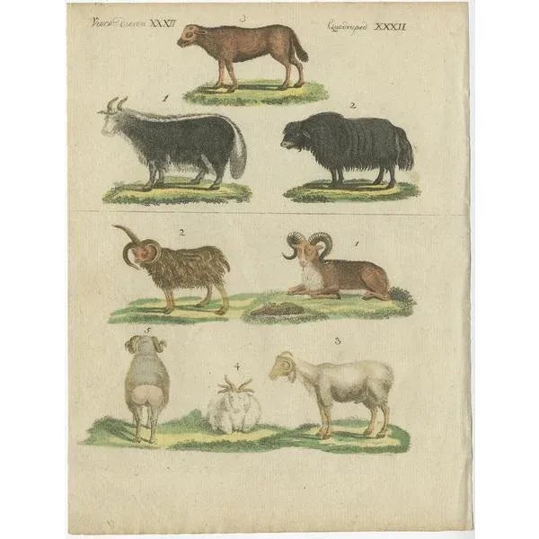 Bertuch, Illustration of Sheep, 1800s, Hand Colored Print For Sale - Image 3 of 6