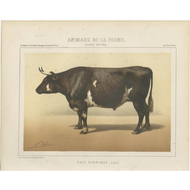 Borie, Normandy Ox, French Cattle Breed, 1863, Chromolithograph For Sale - Image 3 of 9
