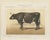 Borie, Normandy Ox, French Cattle Breed, 1863, Chromolithograph For Sale - Image 3 of 9
