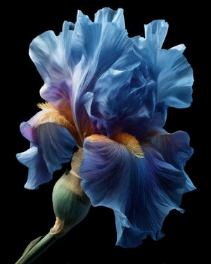 Celestial Iris Art Photograph