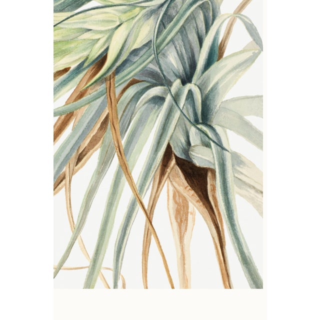 Wild Pineapple, Vintage Botanical Art Print Reproduction, 20" X 30" For Sale - Image 9 of 9