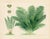 Original antique lithograph print from a late-1800s folio of European Ferns. These richly colored prints feature the Ferns...