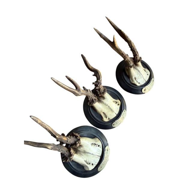 Set of 3 Roe Deer Trophies With Attached Metal Banner 1895 For Sale In Aspen - Image 6 of 7