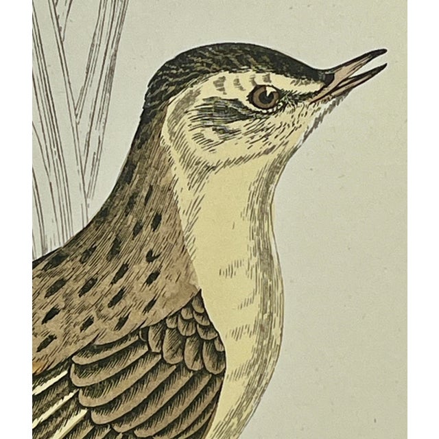 Antique Hand Tinted Bird Print From England Featuring a Brown & Tan Sedge Warbler - Circa 1888 For Sale - Image 4 of 11