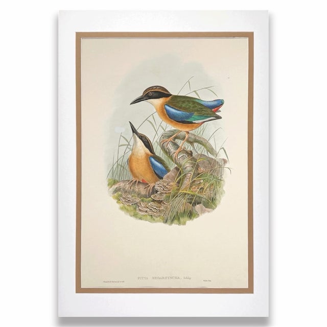 19th Century Rare Gould Pattern Pair | Hand-Colored Pitta Lithographs From John Gould’s Birds of Asia - Set of 2 For Sale - Image 10 of 13