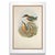 19th Century Rare Gould Pattern Pair | Hand-Colored Pitta Lithographs From John Gould’s Birds of Asia - Set of 2 For Sale - Image 10 of 13