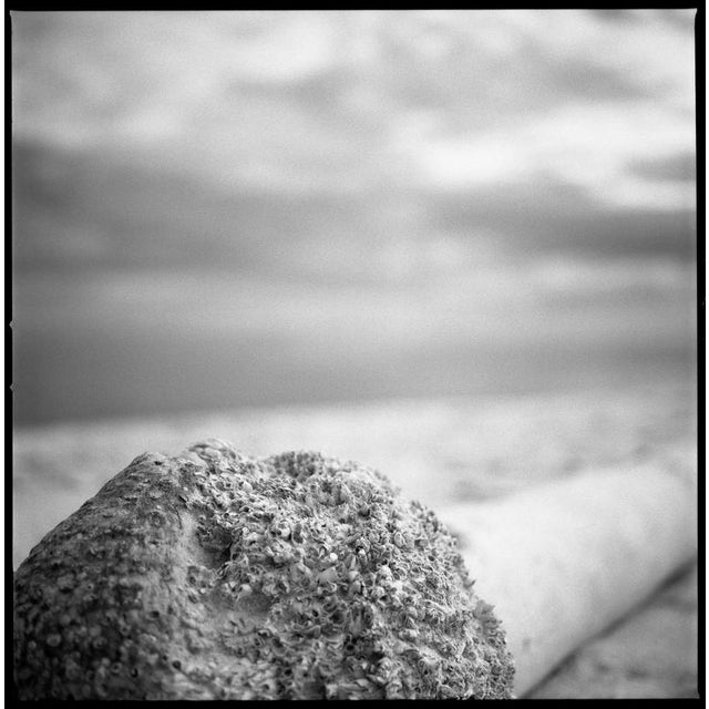 Not Yet Made - Made To Order Paul Cooklin, Palm Tree, Santa Maria Beach, Havana, Cuba, Edition of 50 For Sale - Image 5 of 5