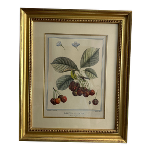 1768 French Botanical Print by Duhamel Du Monceau, Made From Original Hand Colored Copper Engraving.