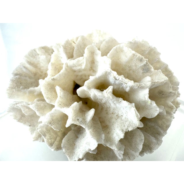 A striking pair of vintage lucite bookends showcasing sculptural natural coral specimens, beautifully suspended within...