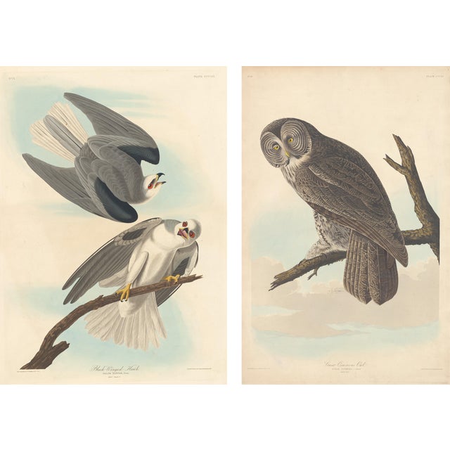 Collection of 4 Vintage 1966 John James Audubon Bird Reproduction Prints 8.5" X 12.75" For Sale - Image 17 of 17