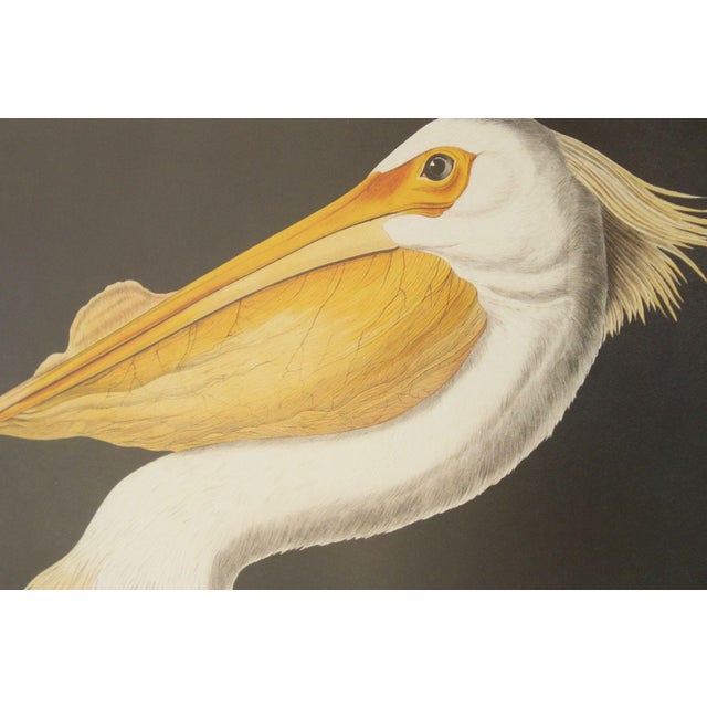 John James Audubon Ornithological, 'American White Pelican' For Sale - Image 4 of 12