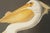 John James Audubon Ornithological, 'American White Pelican' For Sale - Image 4 of 12