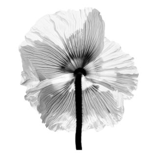 Ugne Pouwell, Poppy No.11, 2025, Black and White Floral Photography, Limited Edition of 2/20 For Sale