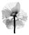 Ugne Pouwell, Poppy No.11, 2025, Black and White Floral Photography, Limited Edition of 2/20 For Sale