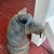 Antique Cast Iron Horse Head Post Topper For Sale - Image 4 of 8