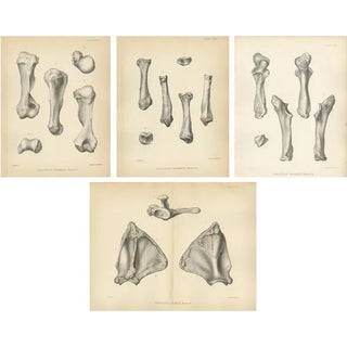 Marsh, Paleontology Illustrations of a Dinoceras Mirabile, 1886, Prints, Set of 4 For Sale