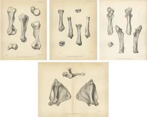 Marsh, Paleontology Illustrations of a Dinoceras Mirabile, 1886, Prints, Set of 4
