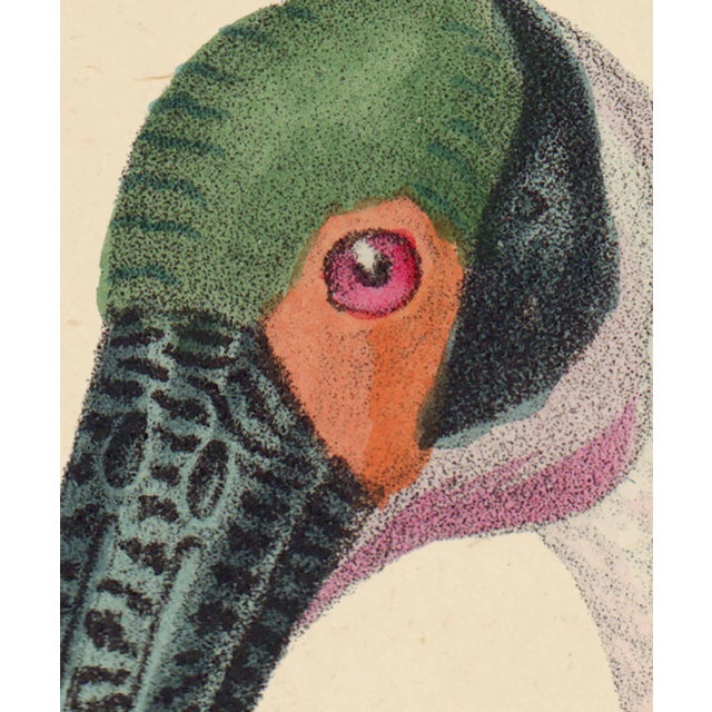 White and Rose Spoonbills Giclee Reproduction Print For Sale In Atlanta - Image 6 of 6