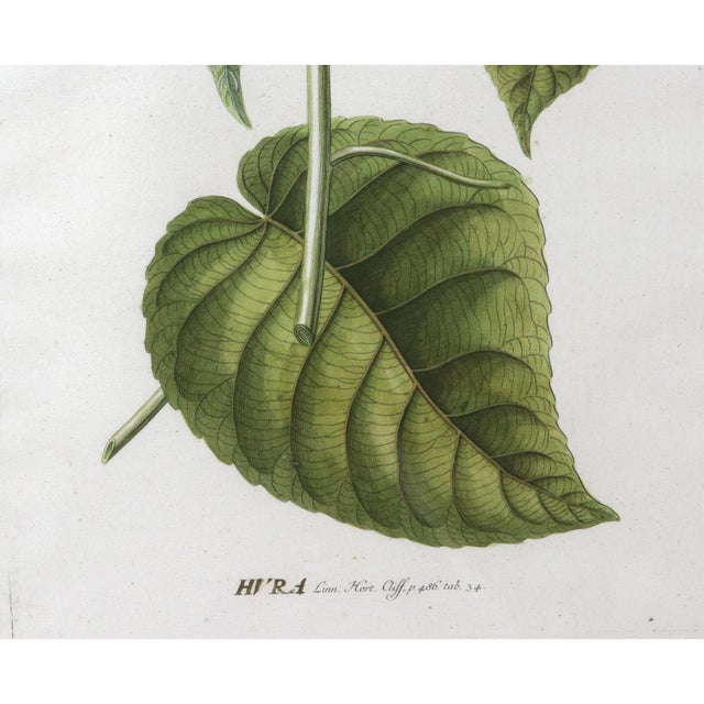 18th-Century Exotic Botanical Prints From Plantae Selectae by Georg Ehret For Sale - Image 11 of 18