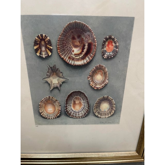 1930s French Shell Art Lithographs- By Paul A. Robert - Set of 12 Circa 1936 For Sale - Image 5 of 12