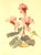 Mid-Century Modern 1940 Set of 2-French Arlette Davids Mid-Century Botanical Prints-Gladiola, Cyclamen For Sale - Image 3 of 7