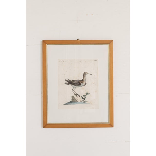 18th Century Framed Hand Colored Bird Engravings From Italy Reproduction - Set of 9 For Sale - Image 11 of 12
