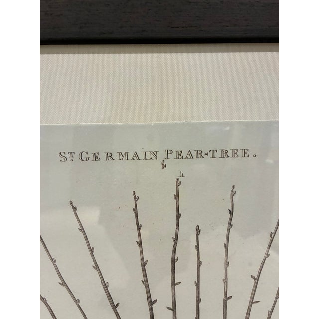 Natural Curiosities “St. Germain Pear-Tree” Oversized Botanical Print, For Sale - Image 4 of 10