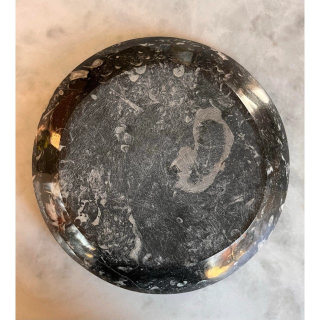 Orthoceras Fossil Round Plate With Ammonite Ring For Sale In Austin - Image 6 of 11