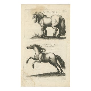 Jonstonus & Merian, Early Frisian and Hungarian Horse Engraving, 1650, Engraving For Sale