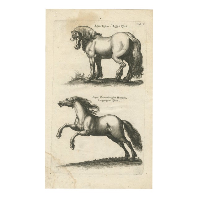 Jonstonus & Merian, Early Frisian and Hungarian Horse Engraving, 1650, Engraving For Sale
