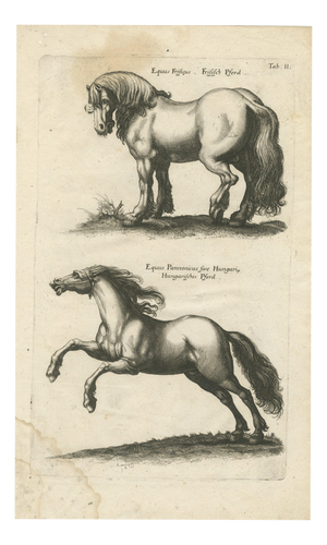 Jonstonus & Merian, Early Frisian and Hungarian Horse Engraving, 1650, Engraving
