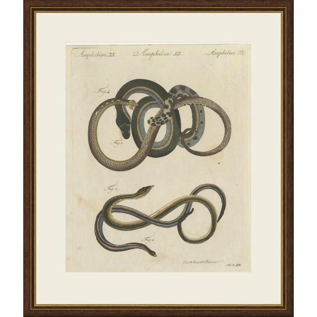This antique snake print shows four serpents in colourful coils of black, blue, lilac and yellow, on an original hand...
