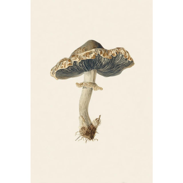 'Rancid Greyling' (Lyophyllum Rancidum) - Mushroom Botanical Print This fine art print features a beautifully detailed...