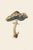 'Rancid Greyling' (Lyophyllum Rancidum) - Mushroom Botanical Print This fine art print features a beautifully detailed...
