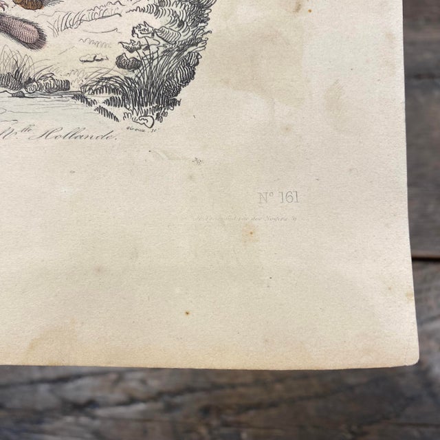 Tan French Antique 18th Century Animal Engraving Hand Colored Signed Artwork For Sale - Image 8 of 12