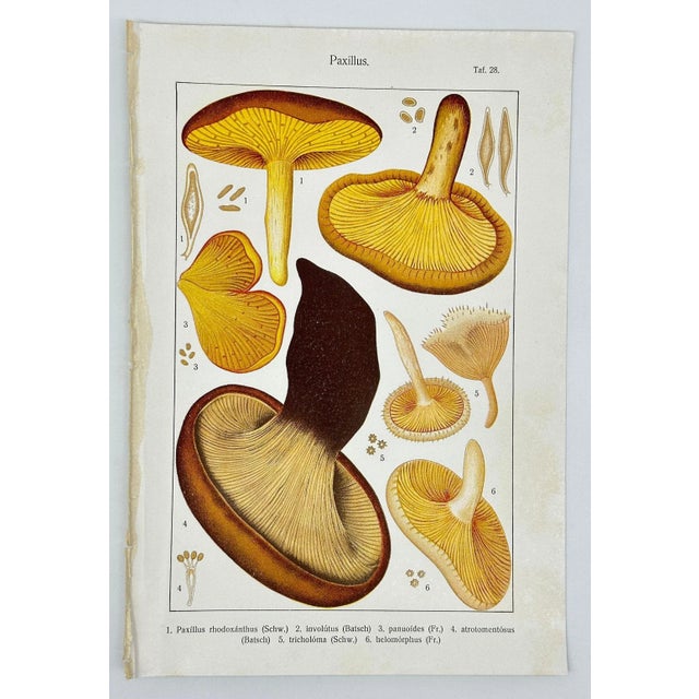 19th Century Original Antique 19th C Colored Lithograph Mushrooms Fungi Paxillus Species by Carl Gustav Jablonsky For Sale - Image 5 of 6