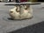 Mid 20th Century Vintage Rare Polar Bear + Glass Top Coffee Table, 1970s For Sale - Image 5 of 12