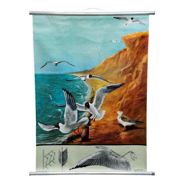Vintage Birds Black-Headed Gull Wall Chart Picture Poster by Jung Koch Quentell For Sale
