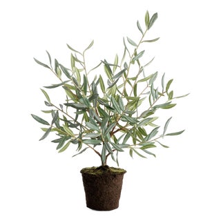 Olive Tree Drop-In 26" For Sale