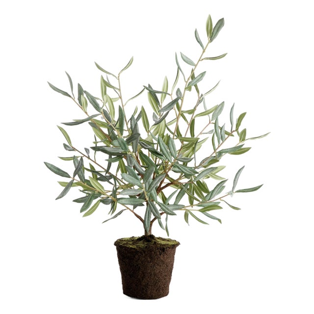 Olive Tree Drop-In 26" For Sale