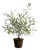 Olive Tree Drop-In 26" For Sale