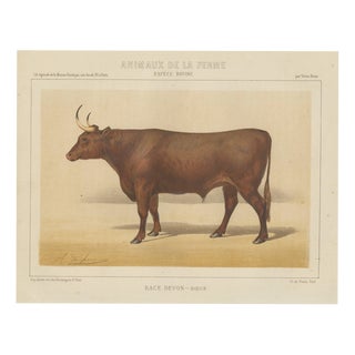 Olivier De Penne, Devon Ox, British Cattle, 1863, Chromolithograph For Sale