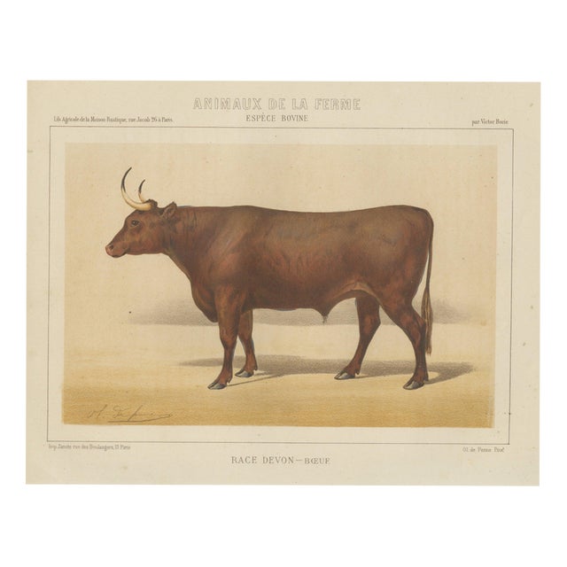 Olivier De Penne, Devon Ox, British Cattle, 1863, Chromolithograph For Sale