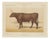 Olivier De Penne, Devon Ox, British Cattle, 1863, Chromolithograph For Sale