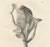 C.C. Last, The Flying Lemur, 1836, Paper For Sale - Image 4 of 6