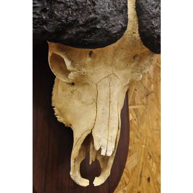 Late 20th Century Vintage African Cape Buffalo Skull European Mount on Wooden Plaque Taxidermy For Sale - Image 5 of 11
