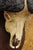Late 20th Century Vintage African Cape Buffalo Skull European Mount on Wooden Plaque Taxidermy For Sale - Image 5 of 11
