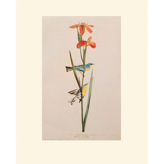 Blue Yellow-Back Warbler After Audubon, 1966 Cottage Print For Sale - Image 10 of 10