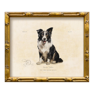 Reproduction Art Print of Vintage "World of Dogs" Illustration (Border Collie), Framed
