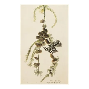 1966 Vintage Farmhouse Cottage Print "Black-And-White Warbler" After John James Audubon